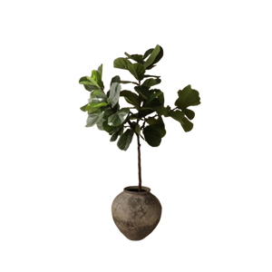 Tiges de Figue à Feuilles de Violon Botané Vert