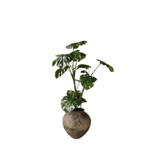 Botané Monstera Plante Vert