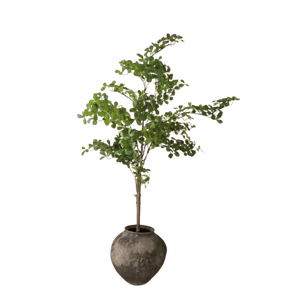 Botané Tropical Bois d'Amandier Vert